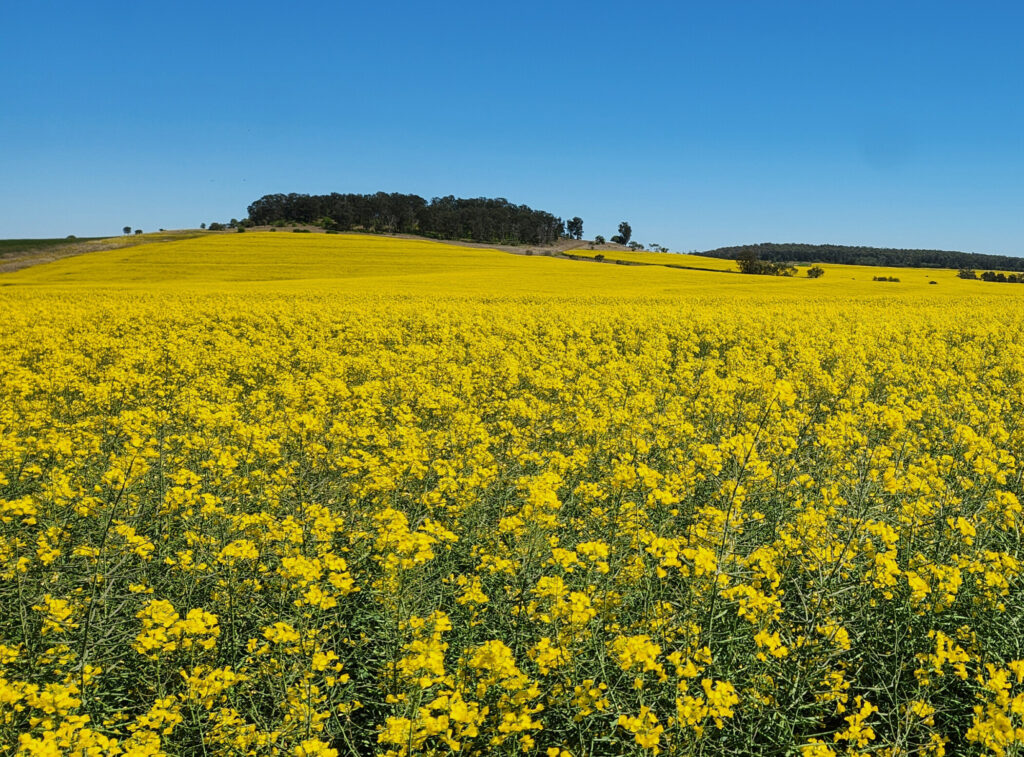 Earlston Pastoral Co - Phoenix Customer