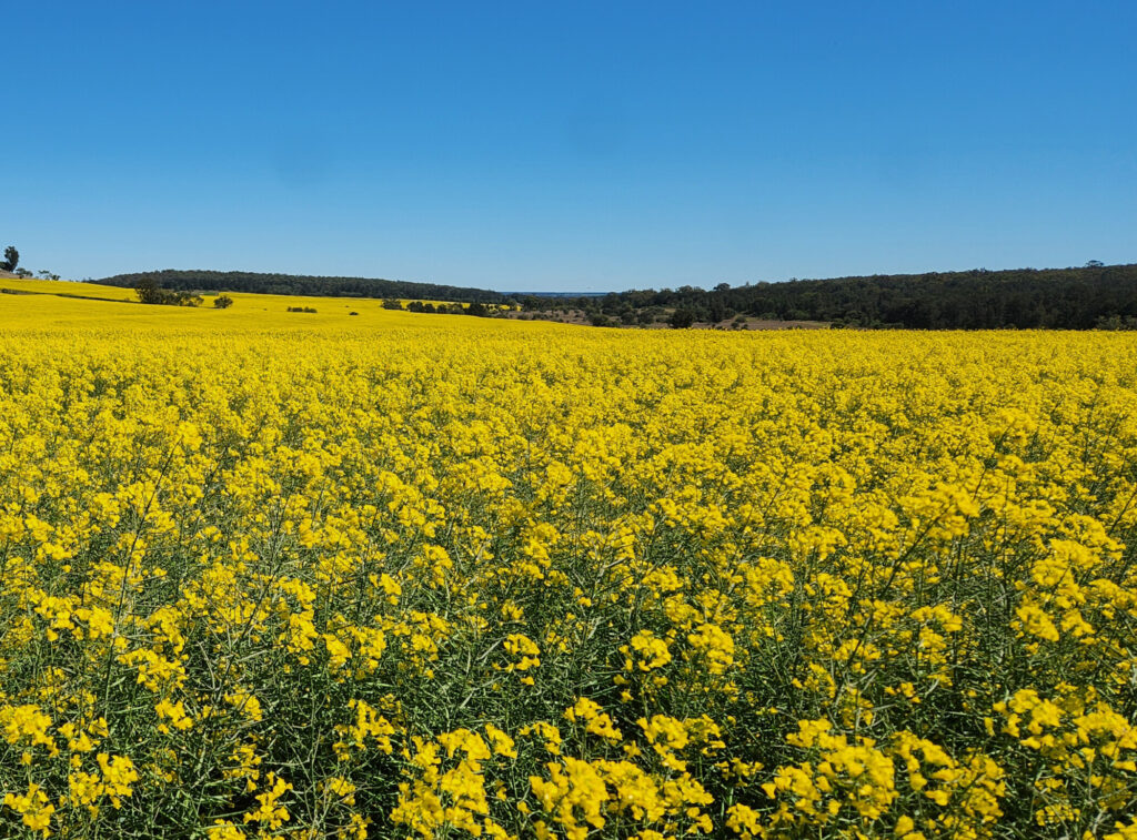 Earlston Pastoral Co - Phoenix Customer