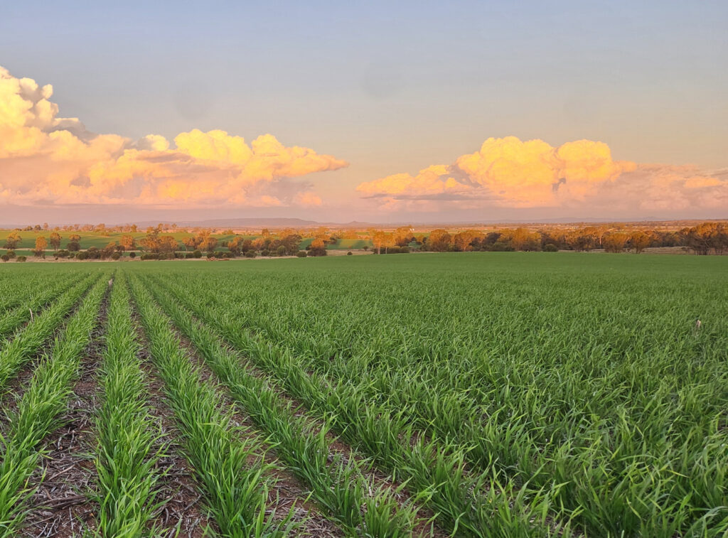 Earlston Pastoral Co - Phoenix Customer