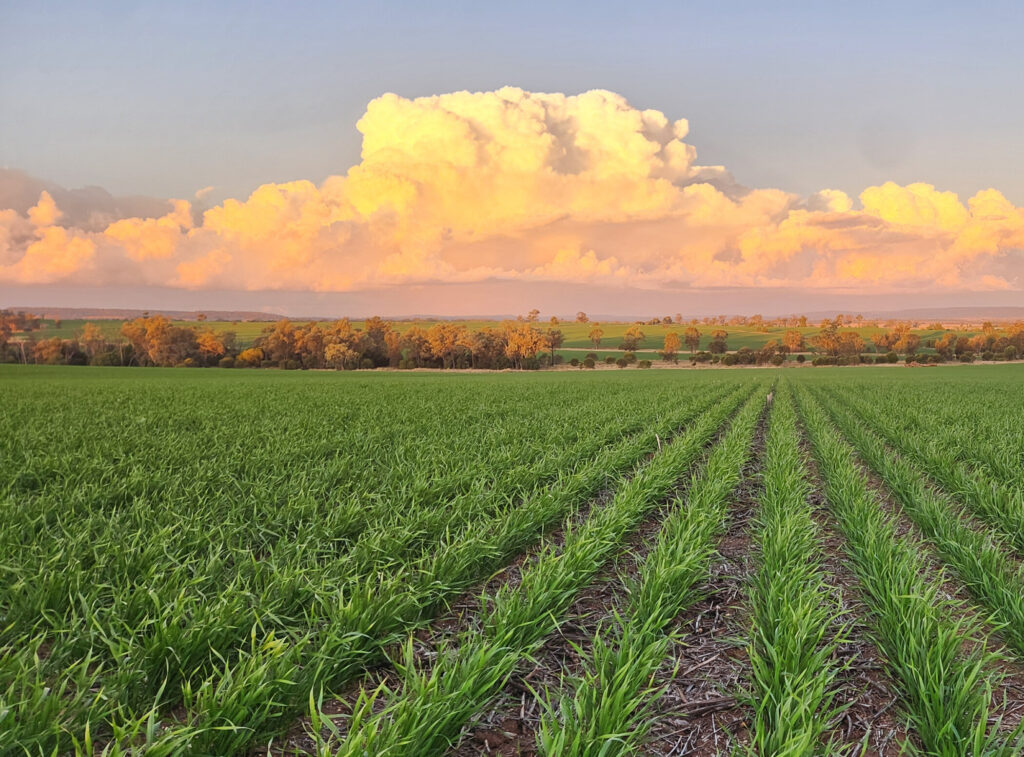 Earlston Pastoral Co - Phoenix Customer