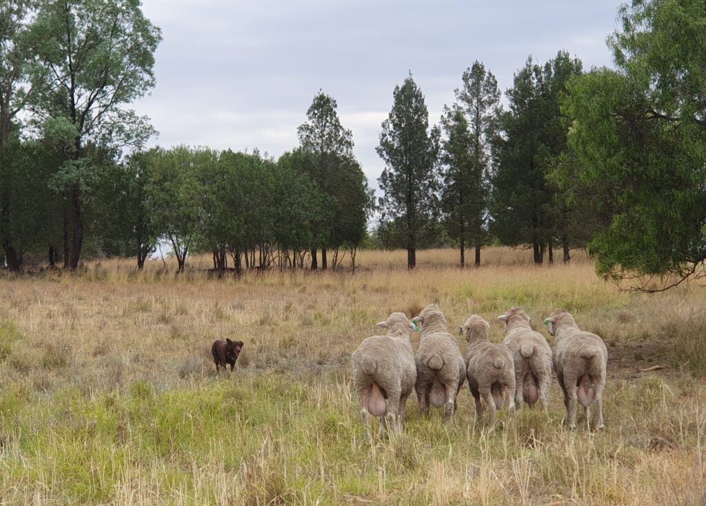 Earlston Pastoral Co - Phoenix Customer