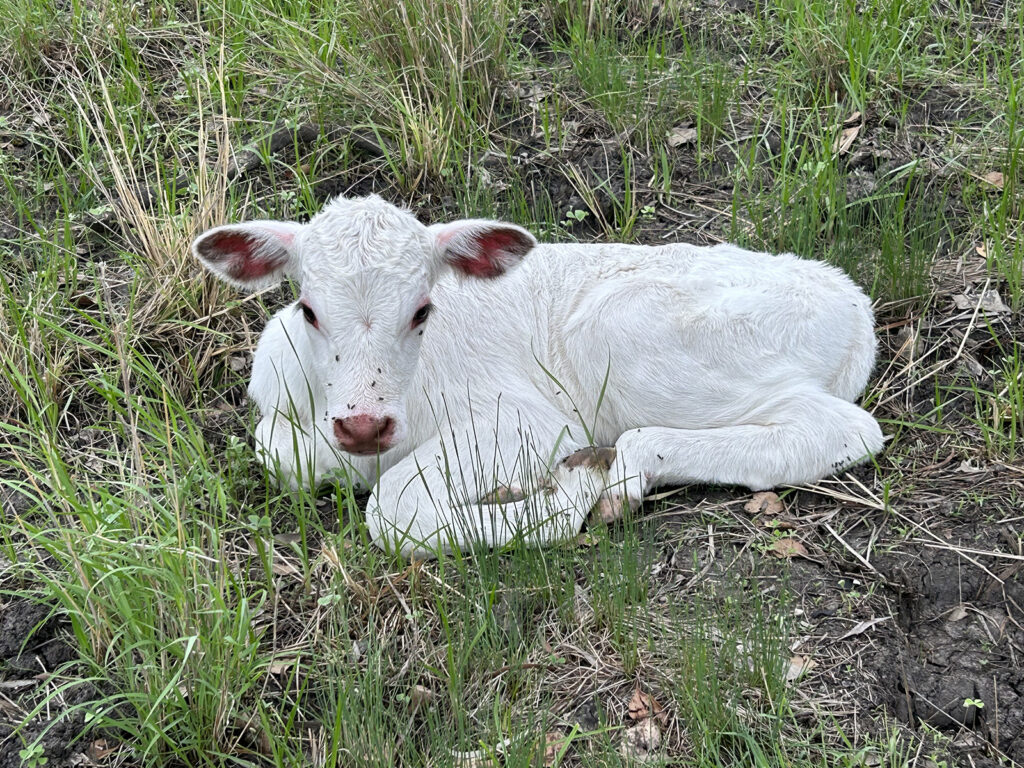 Calf at Urella