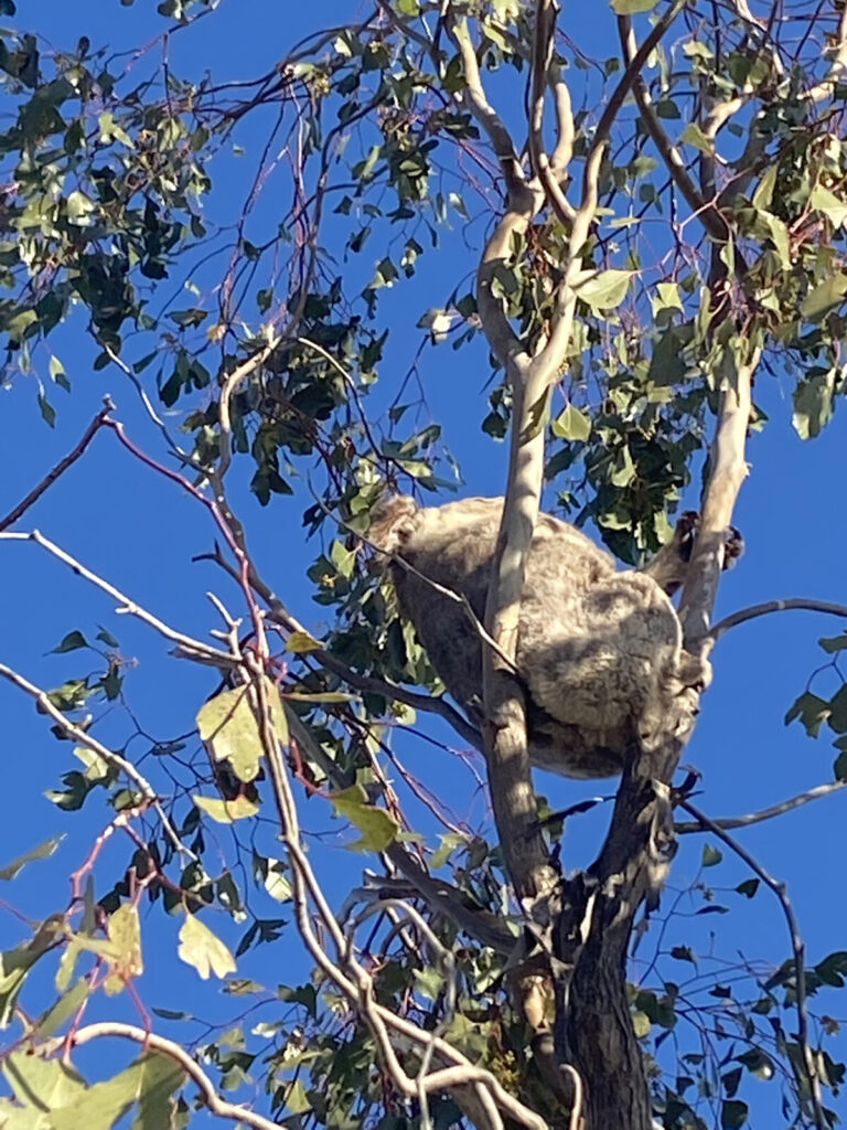 Koala at Urella