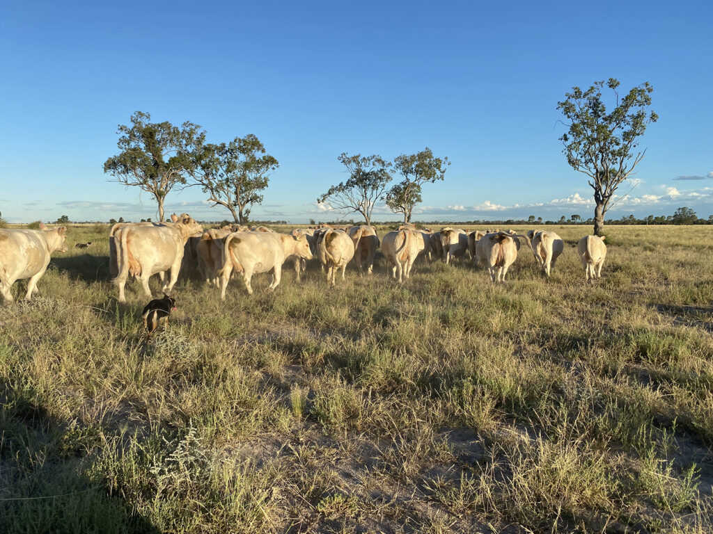 Cattle at Urella
