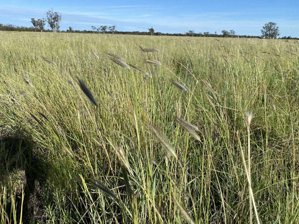 Native grass at Urella