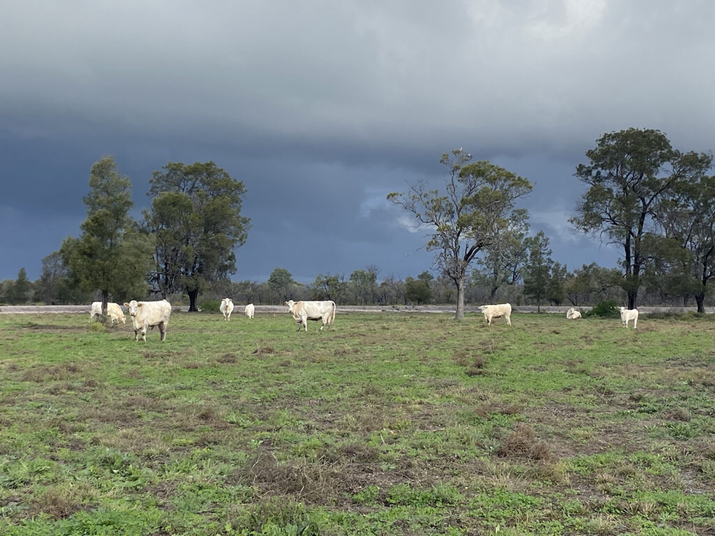 Cattle in the paddocks at Urella