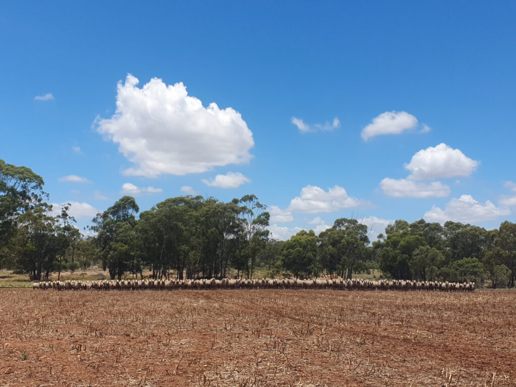 Earlston Pastoral Co - Phoenix Customer