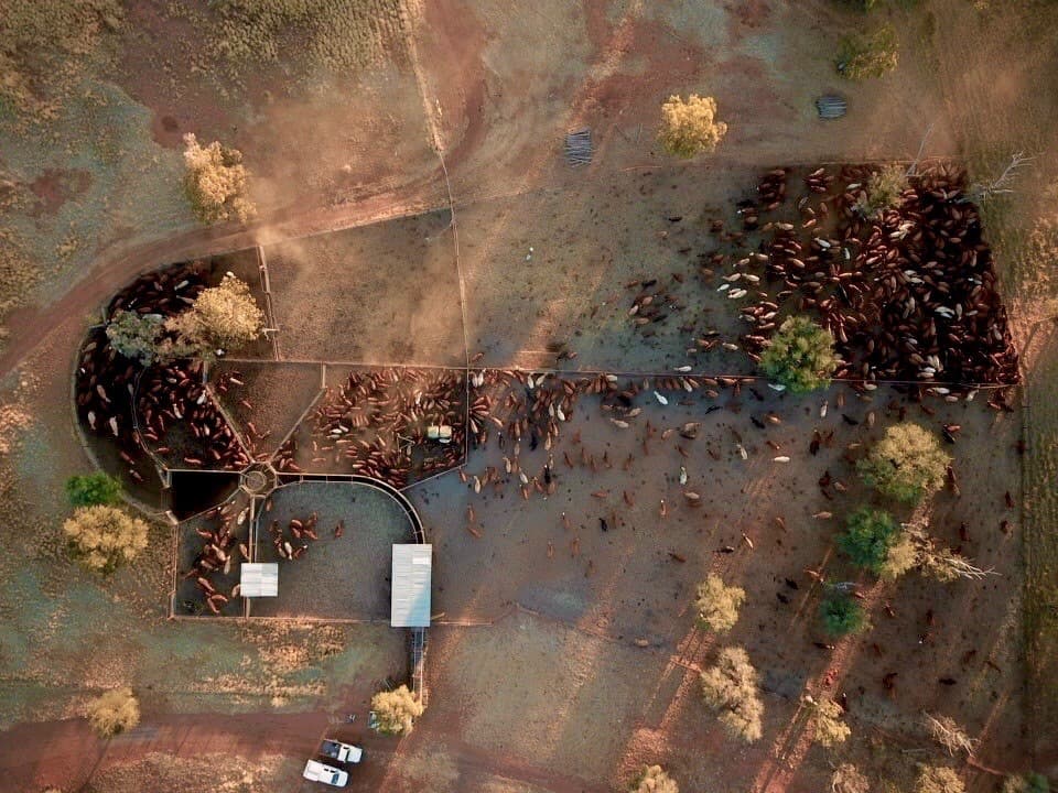 Phoenix by AGDATA. Farm management software and livestock management Australia.