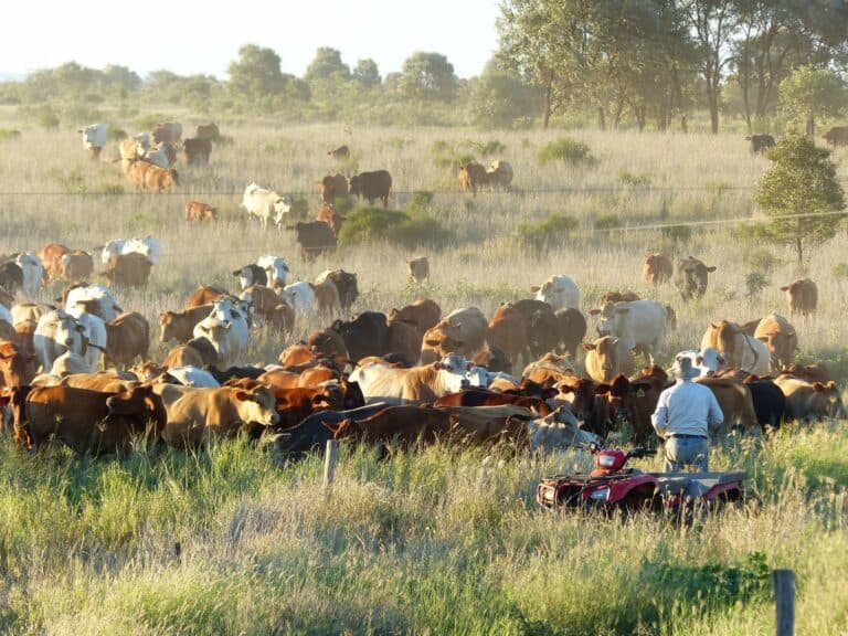 AGDATA farm management software for rotational grazing