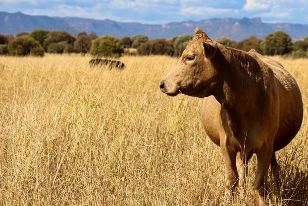 Phoenix software Australia. Farm mapping tool. Agriculture software.