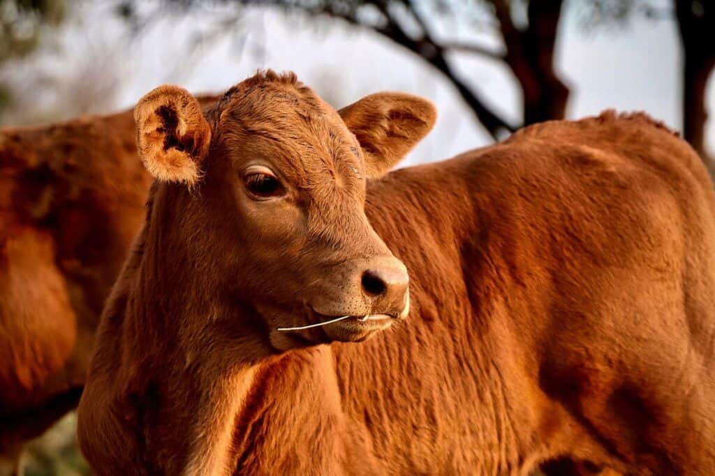 Phoenix by AGDATA. Farm inventory software. Livestock management software Australia. Rotational Grazing.
