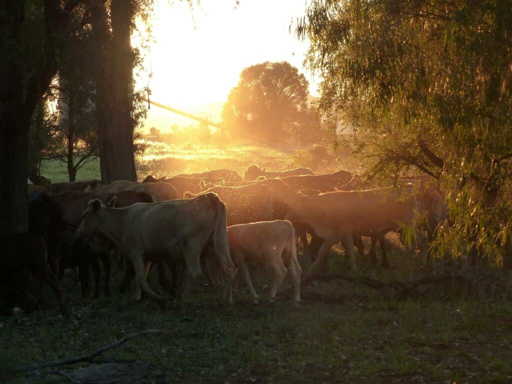 AGDATA farm management software for rotational grazing