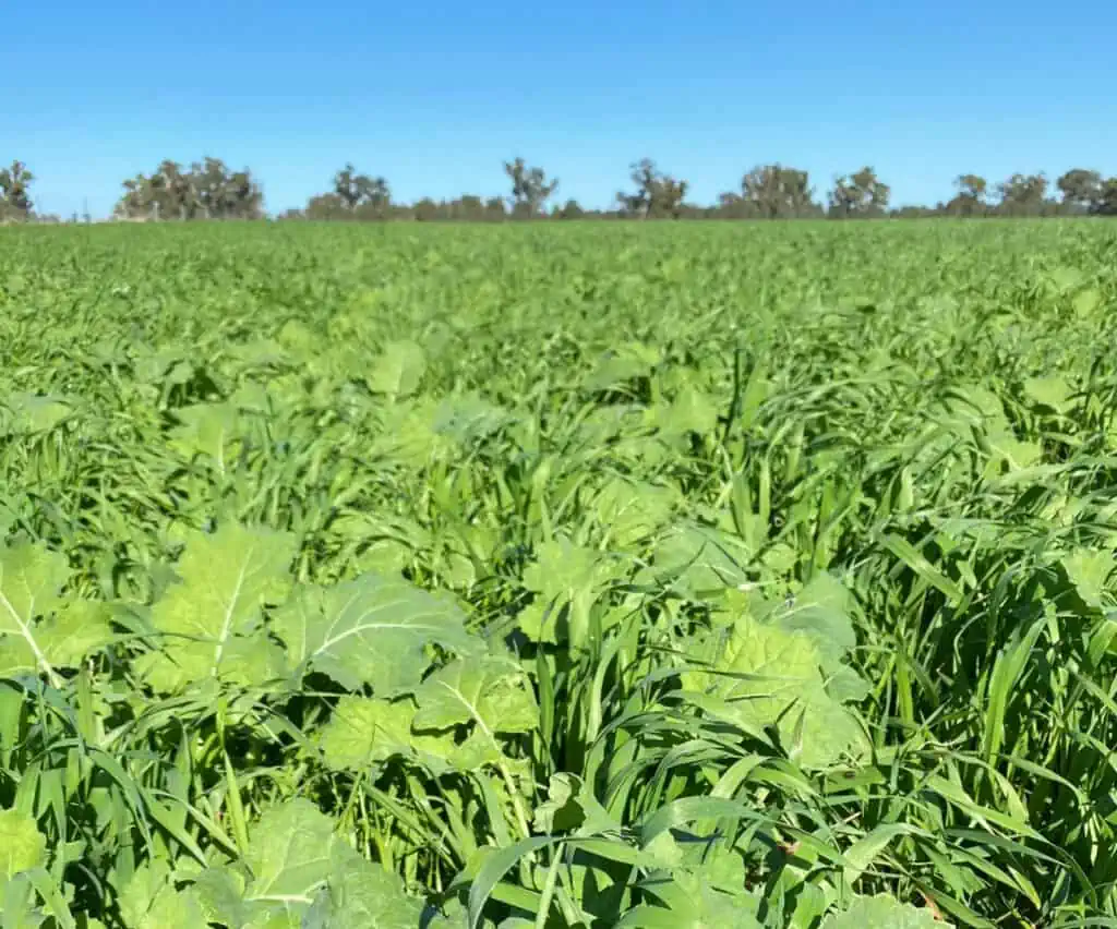 Phoenix Cropping