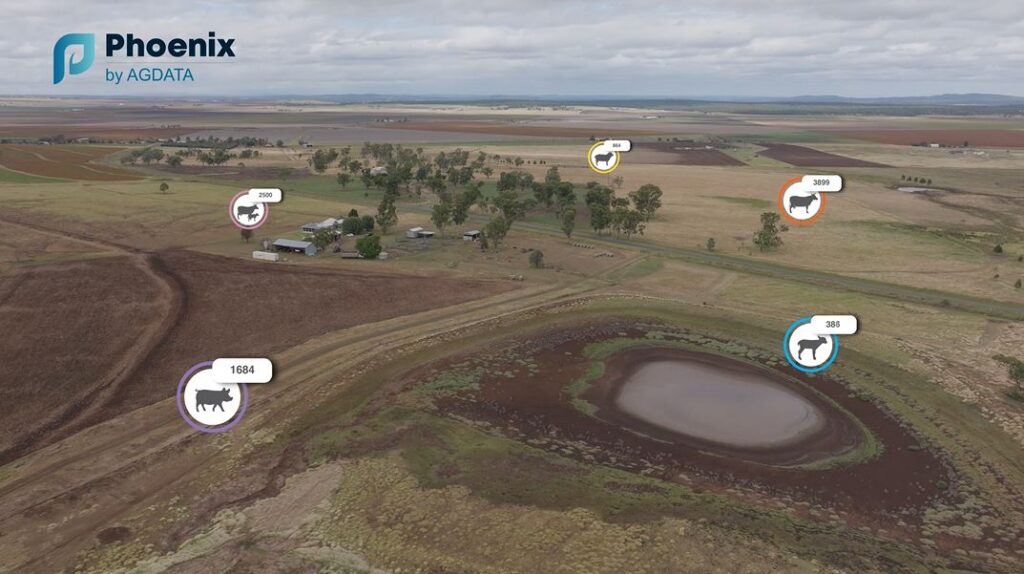 Phoenix Livestock video