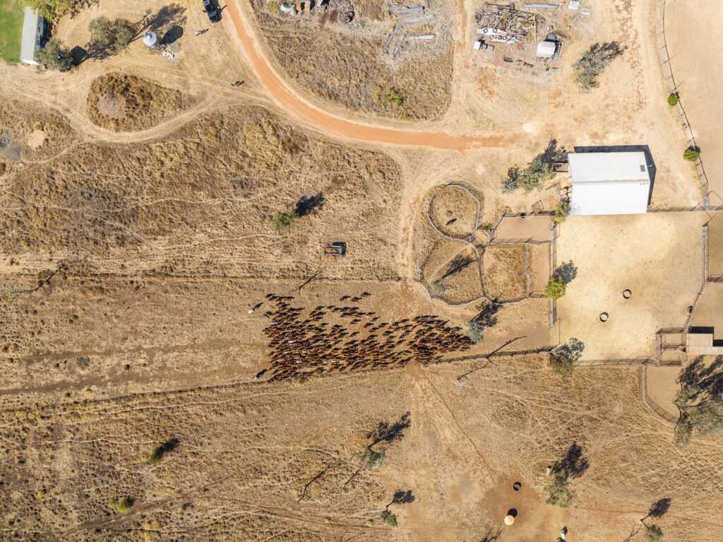 updating farm business plan with Phoenix by AGDATA