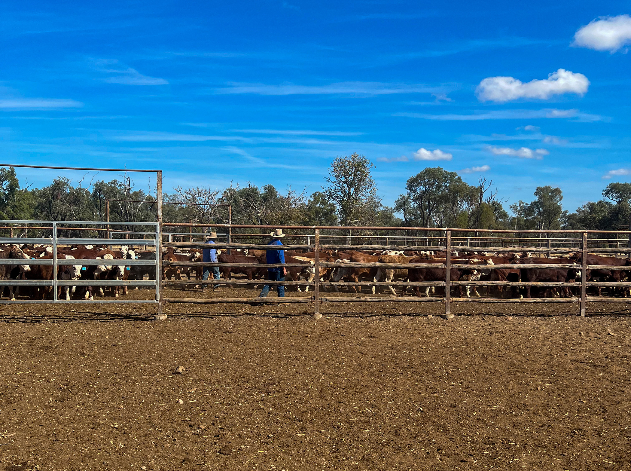 Choosing the Right Farm Accounting Software: Phoenix by AGDATA vs Xero