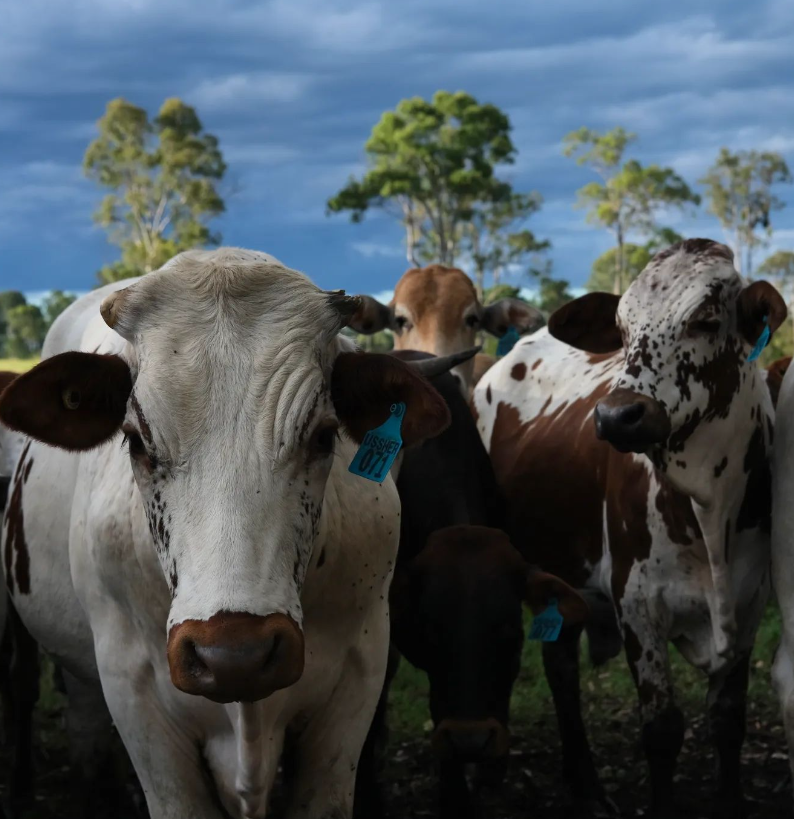 Bryant and Susie Ussher - Eastwell Farms - Phoenix by AGDATA customer