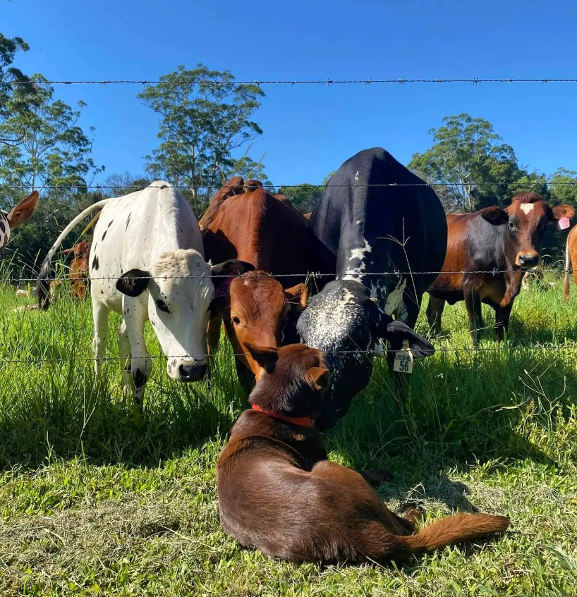 Bryant and Susie Ussher - Eastwell Farms - Phoenix by AGDATA customer