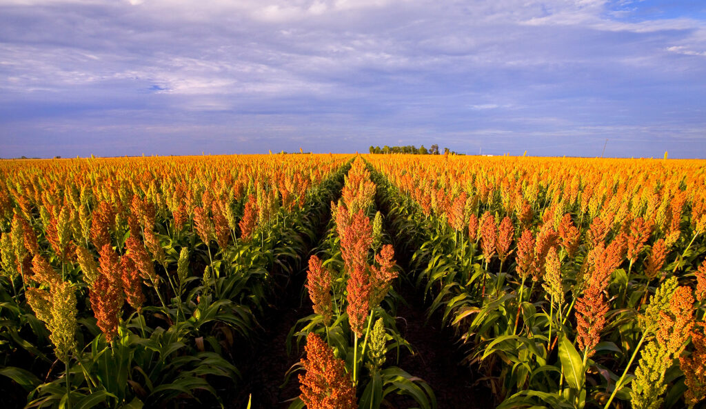 6 Reasons to Use Phoenix Cropping for Your Farm Management