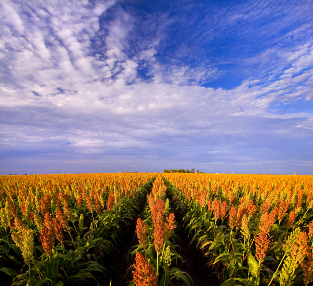 Phoenix Cropping